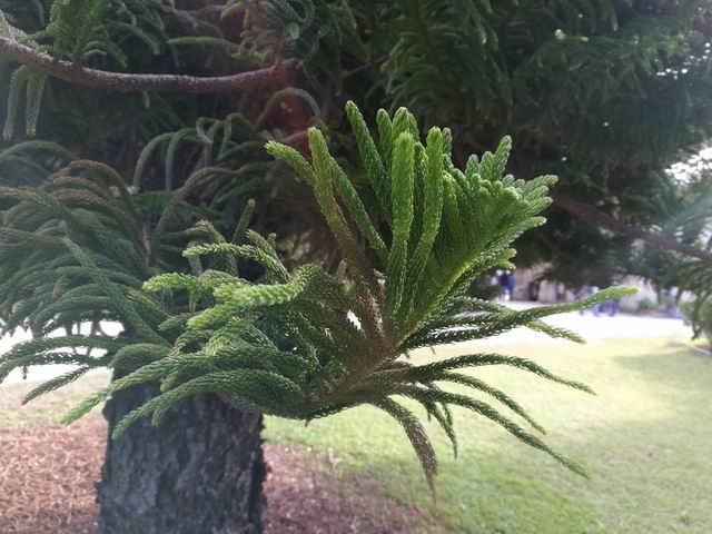 Araucaria columnaris